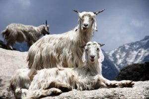 pashmina-goat